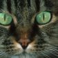 Jak widzą koty? Ich świat jest niebieski, żółty i szary. Za to o świcie i zmierzchu mają bardzo czuły wzrok (fot. Getty Images)