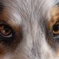 Jak widzi pies i co dostrzega? Nasze czworonogi oglądają świat z perspektywy zupełnie różnej od ludzkiej (fot. Getty Images)