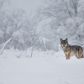 wilk w Bieszczadach