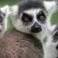 Madagaskar traci bioróżnorodność. Odbudowa przyrody na wyspie potrwa miliony lat