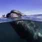 Wieloryby – gdzie żyją, co jedzą i o co chodzi ze śpiewem wielorybów? (fot. Getty Images)