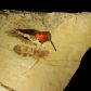 50 mln lat temu po świecie wędrowały mrówki wielkości ptaków. Jak to możliwe, że były tak gigantyczne? (fot. Bruce Archibald)