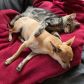 Jak przyzwyczaić psa do kota – poradnik jak oswoić ze sobą zwierzaki (fot. Getty Images)