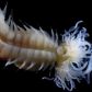 Nowoodkryte robaki morskie wyglądają jak stworzenia z japońskich legend
