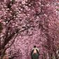 kwitnace-wisnie-to-symbol-wiosny-w-japoni-gdzie-jeszcze-je-zobaczysz