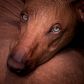 Psy, które nie gubią sierści (fot. Getty Images)