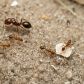 Mrówki ogniste są już w Europie. Czy jeden z najbardziej inwazyjnych owadów na świecie dotrze do Polski? (fot. Jesse Rorabaugh, Public Domain)