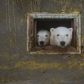 Te niedźwiedzie polarne to symbol zmian, jakie zachodzą na świecie