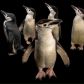 Te pingwiny zapadają w sen 10 tys. razy dziennie. Ich drzemki trwają tylko 4 sekundy (fot. JOEL SARTORE, NATIONAL GEOGRAPHIC PHOTO ARK)