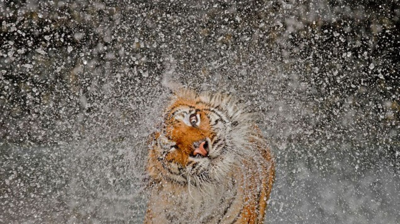 Znamy wyniki National Geographic Photo Contest 2012