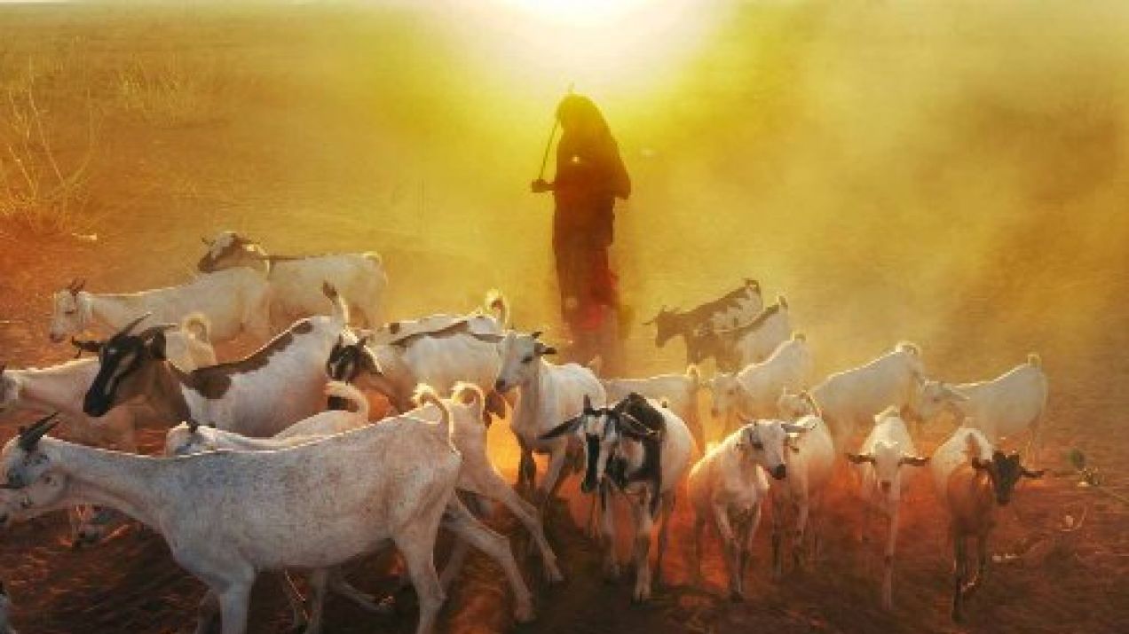 SOMALIA_Ethi-Gode-Sheep23_kopie_01