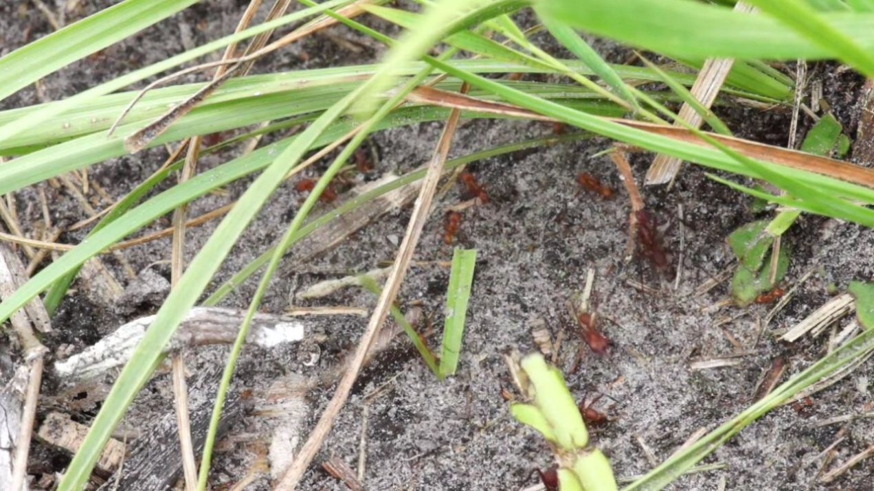 Mrówki z rolniczym zacięciem