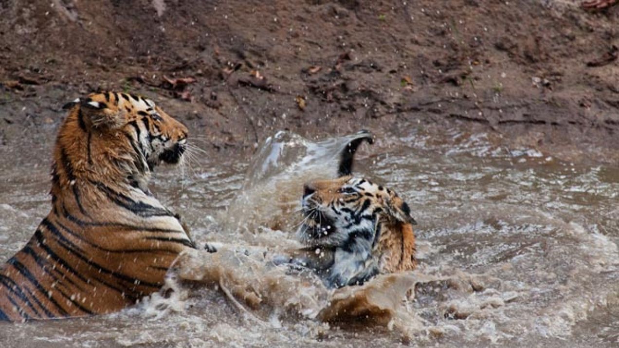 11-captive-tigers-play-with-each-other-670