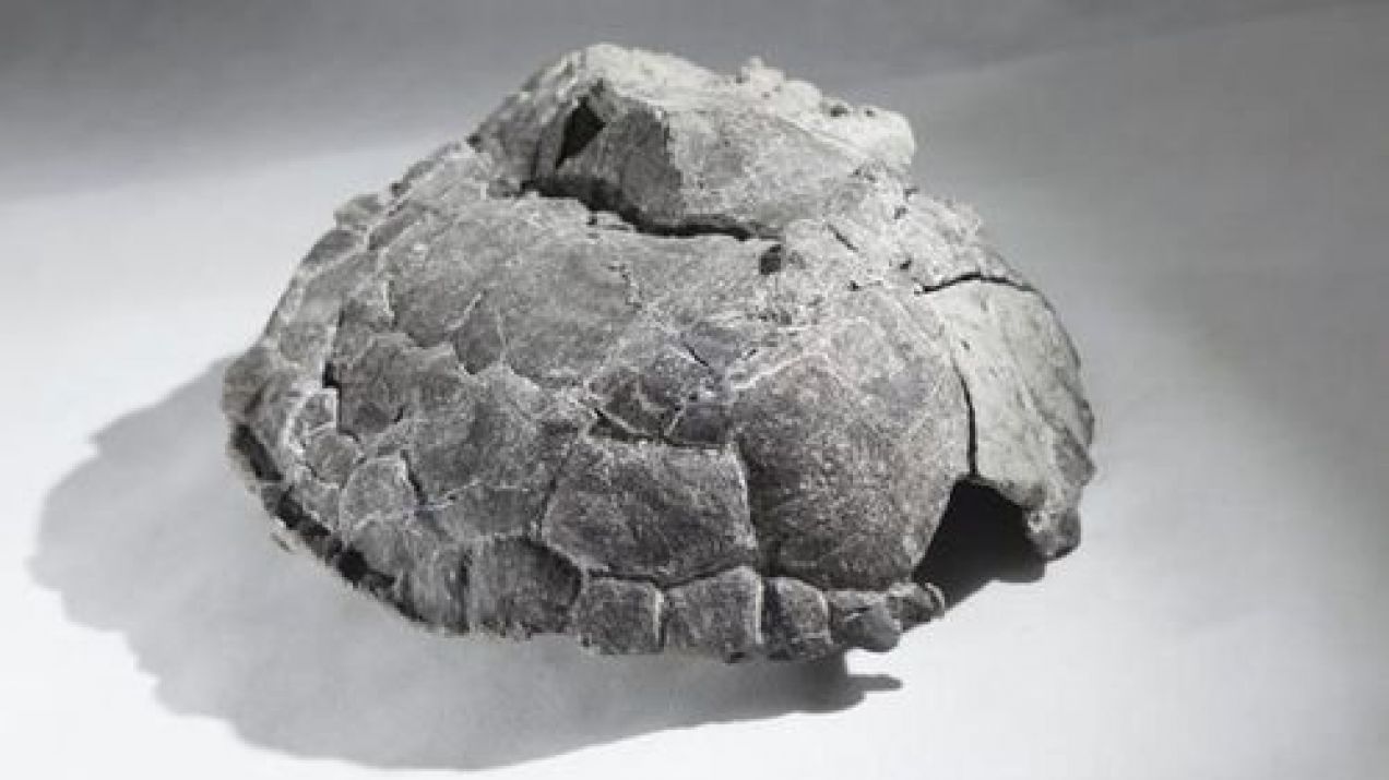 Tomasz Sulej znalazł na opuszczonym wysypisku śmieci pancerz żółwia, który może być najstarszy na świecie.