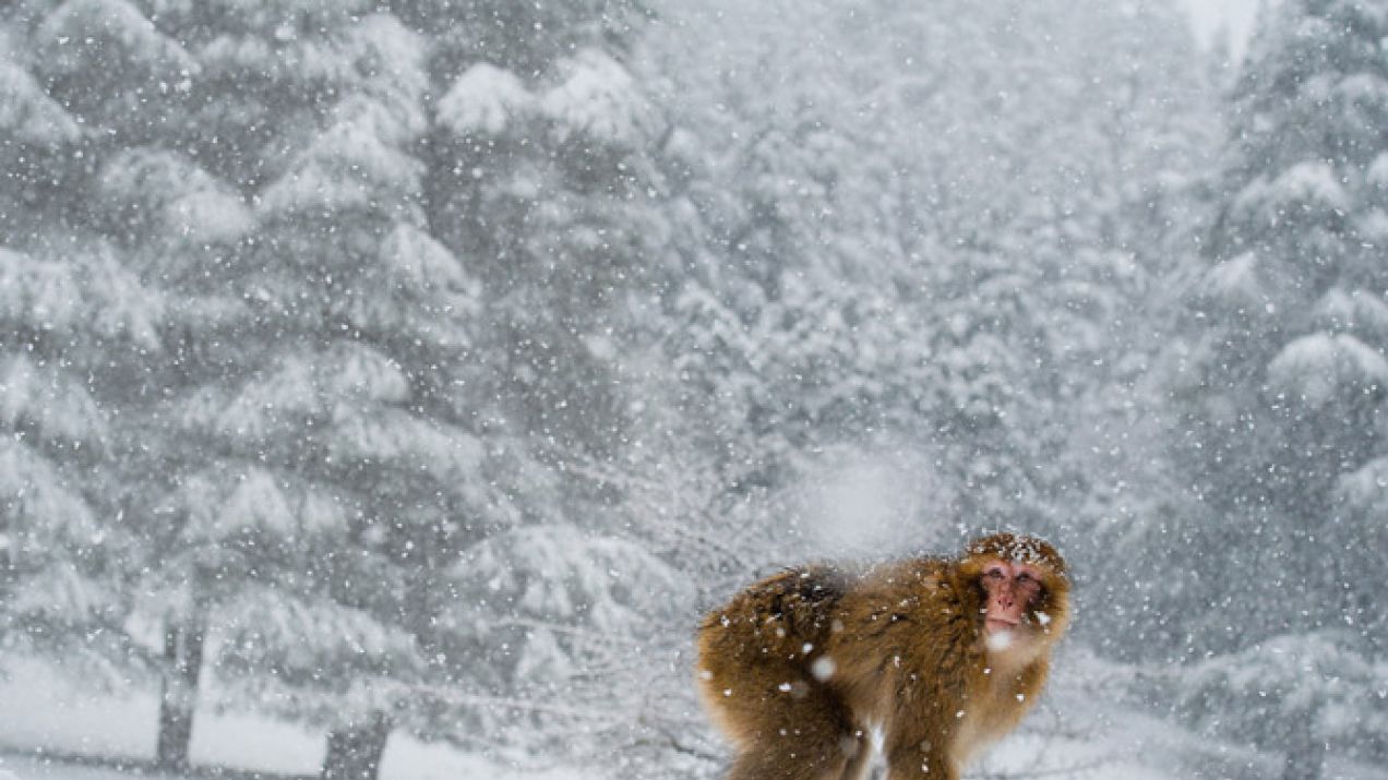 01-barbary-macaque-atlas-mountains-morocco-snow-670