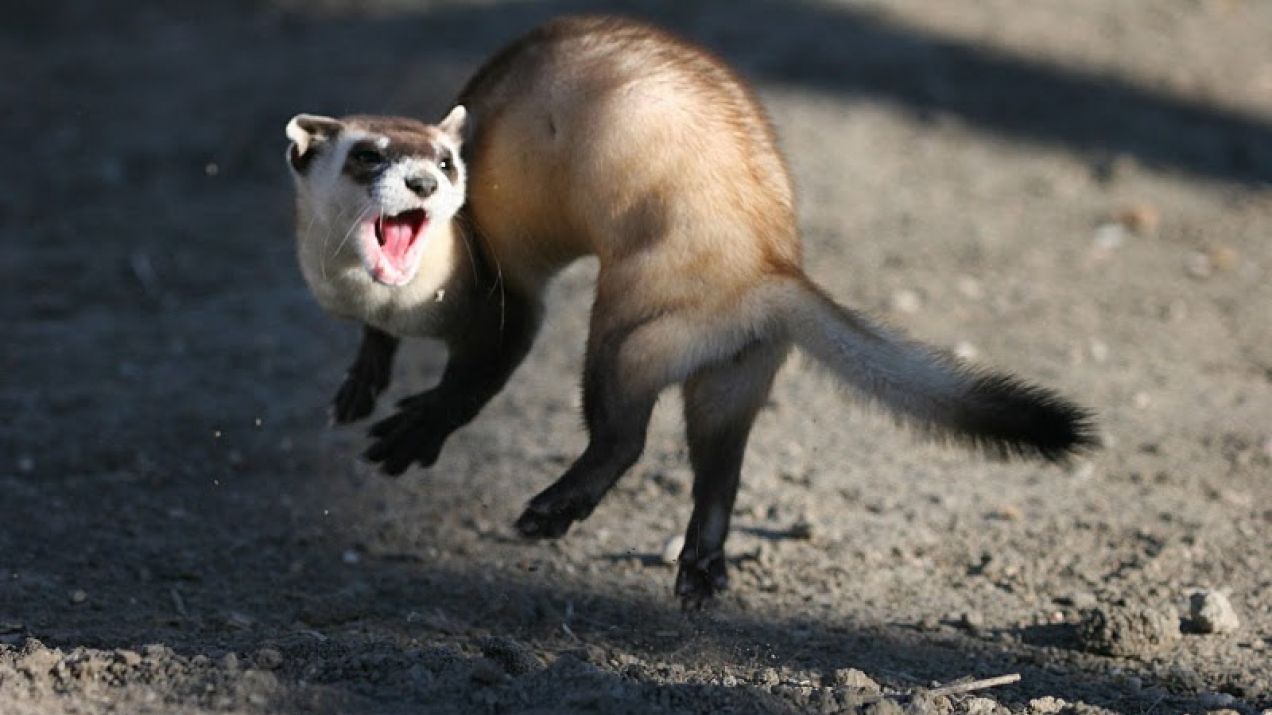 Jumping_black_footed_ferret