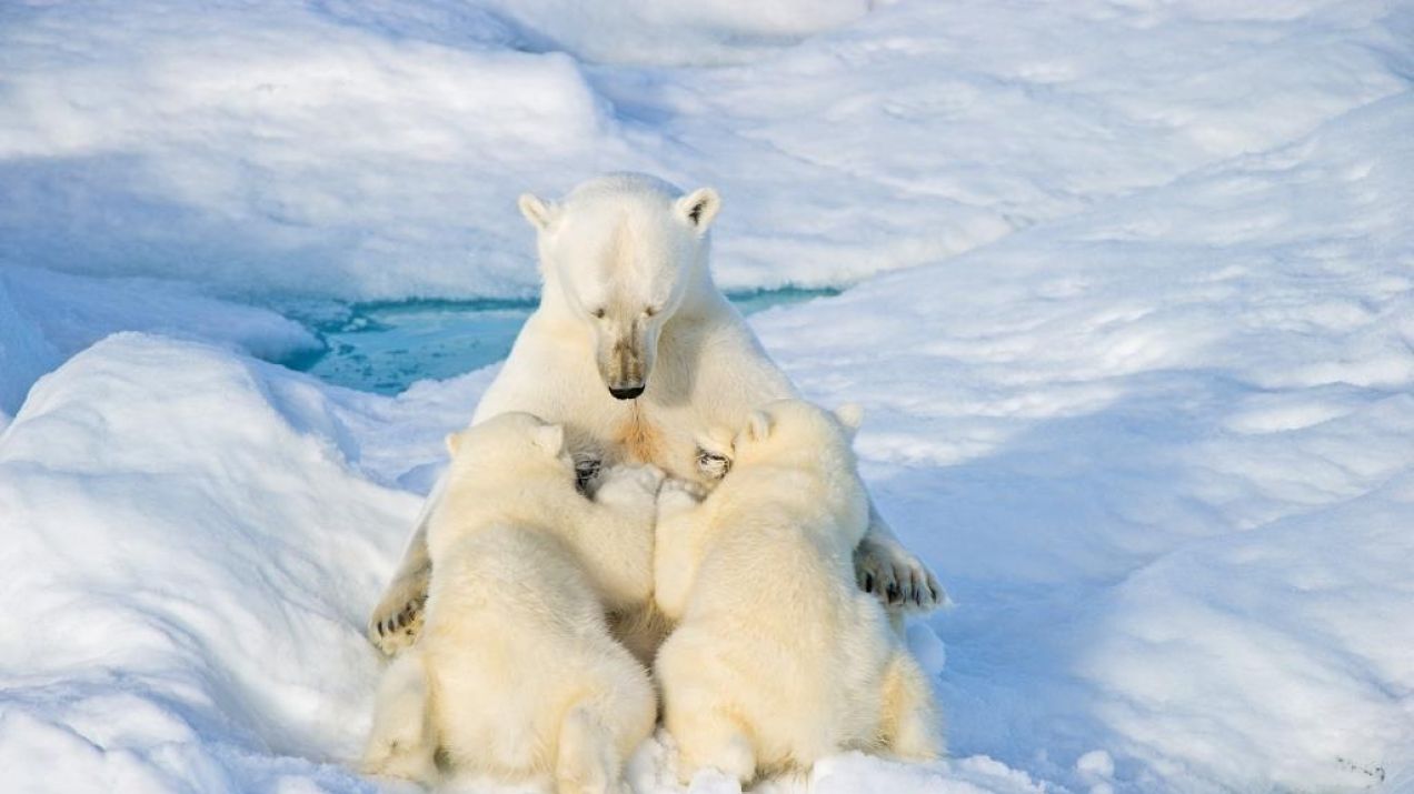 Niedźwiedzie polarne
