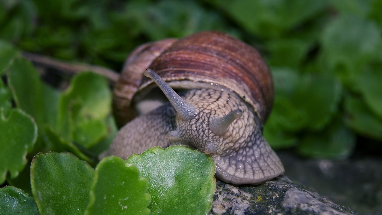 snail-880720_1280