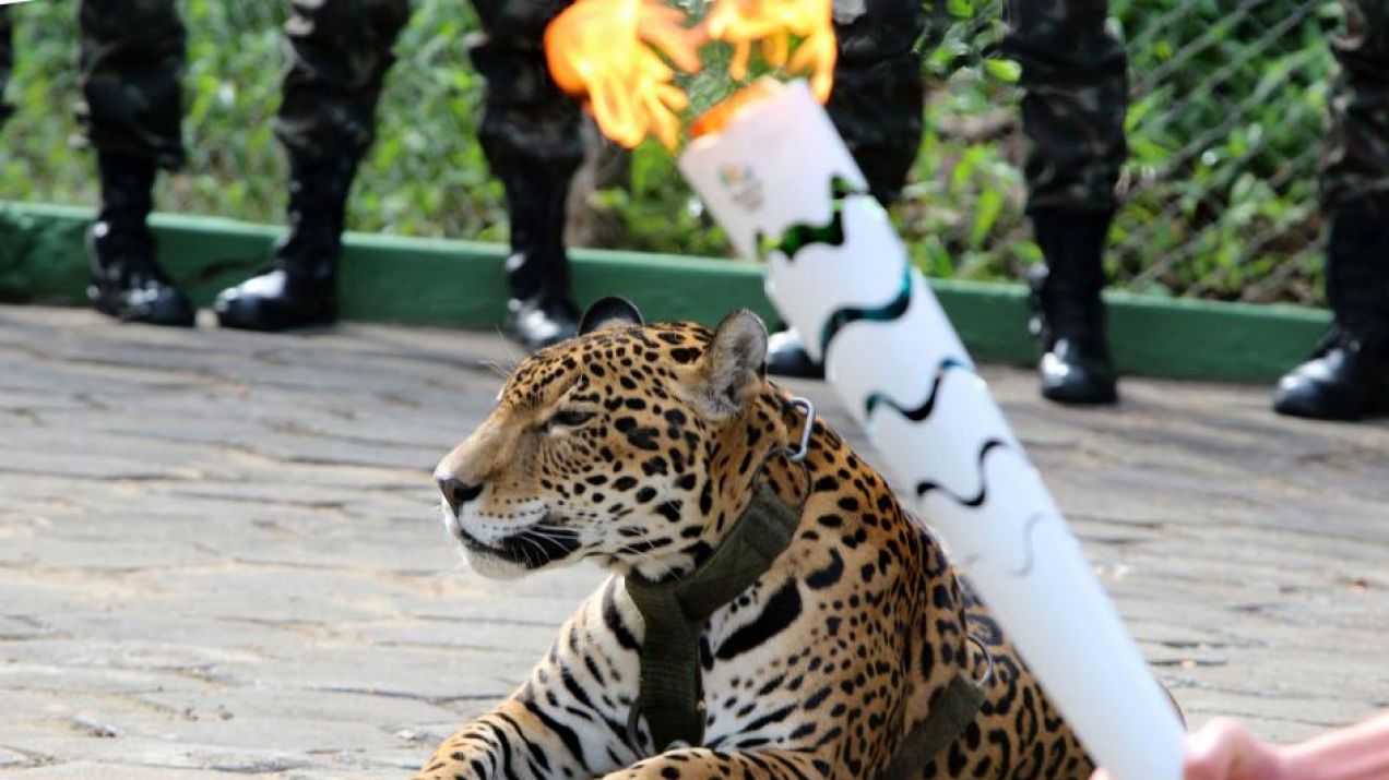 Jaguar Juma zastrzelony