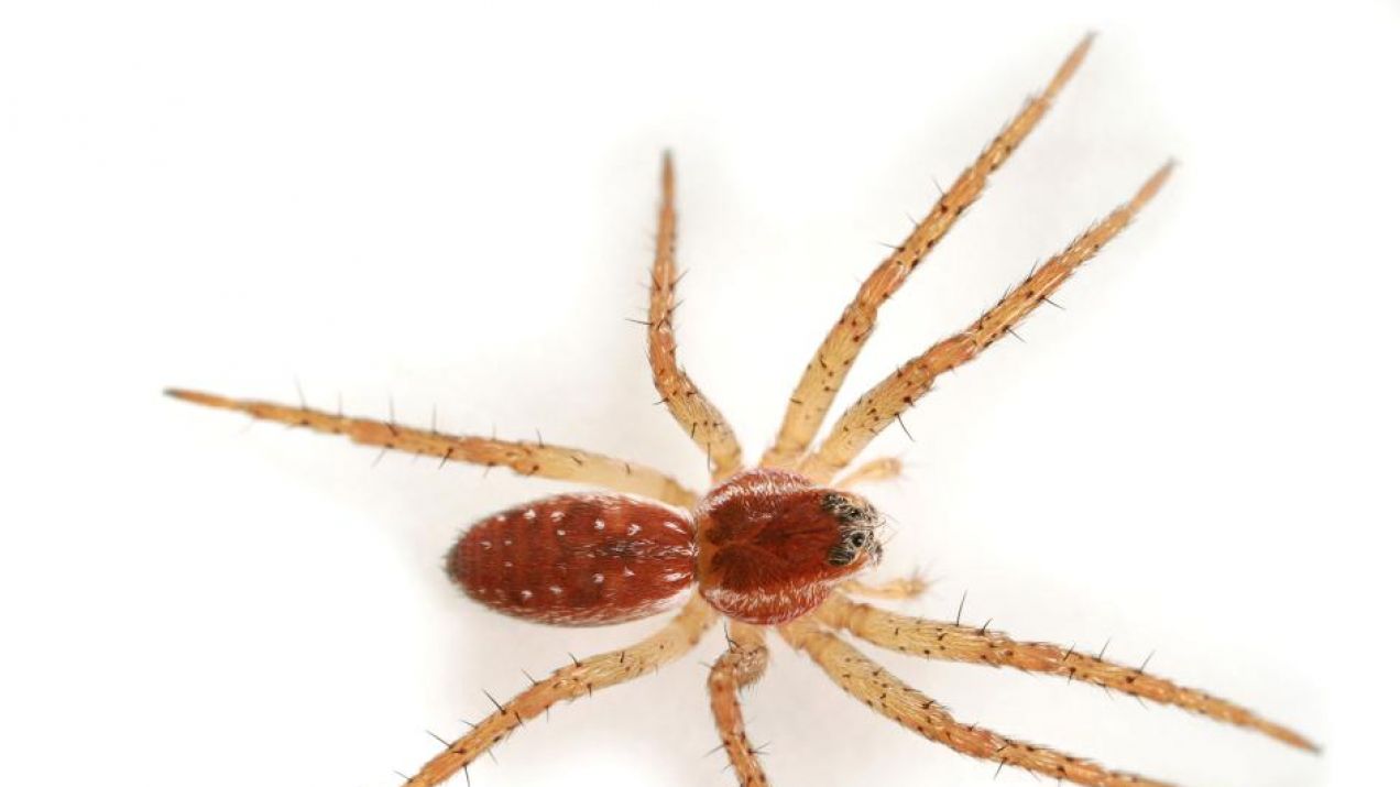 Wielkie pająki wypuszczone na wolność w Wielkiej Brytanii