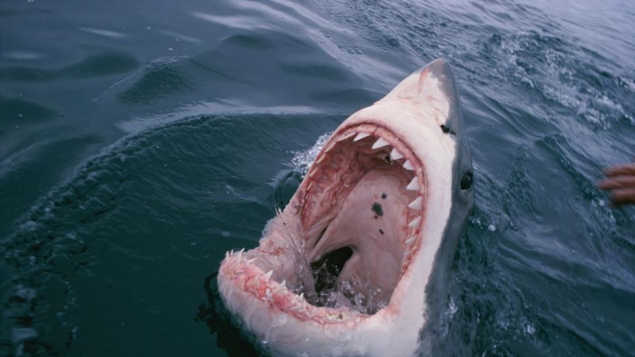Strach przed rekinami w USA