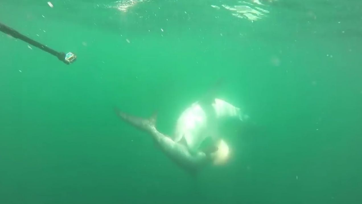 Na śmierć i życie. Zobacz pojedynek rekina młota z żarłaczem tygrysim [VIDEO]