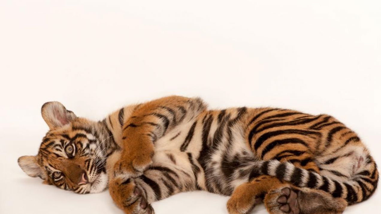 Dzień Tygrysów - zobacz sesję tygrysiego kociaka