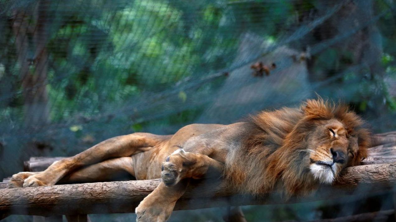 W wenezuelskich ogrodach zoologicznych zwierzęta padają z głodu