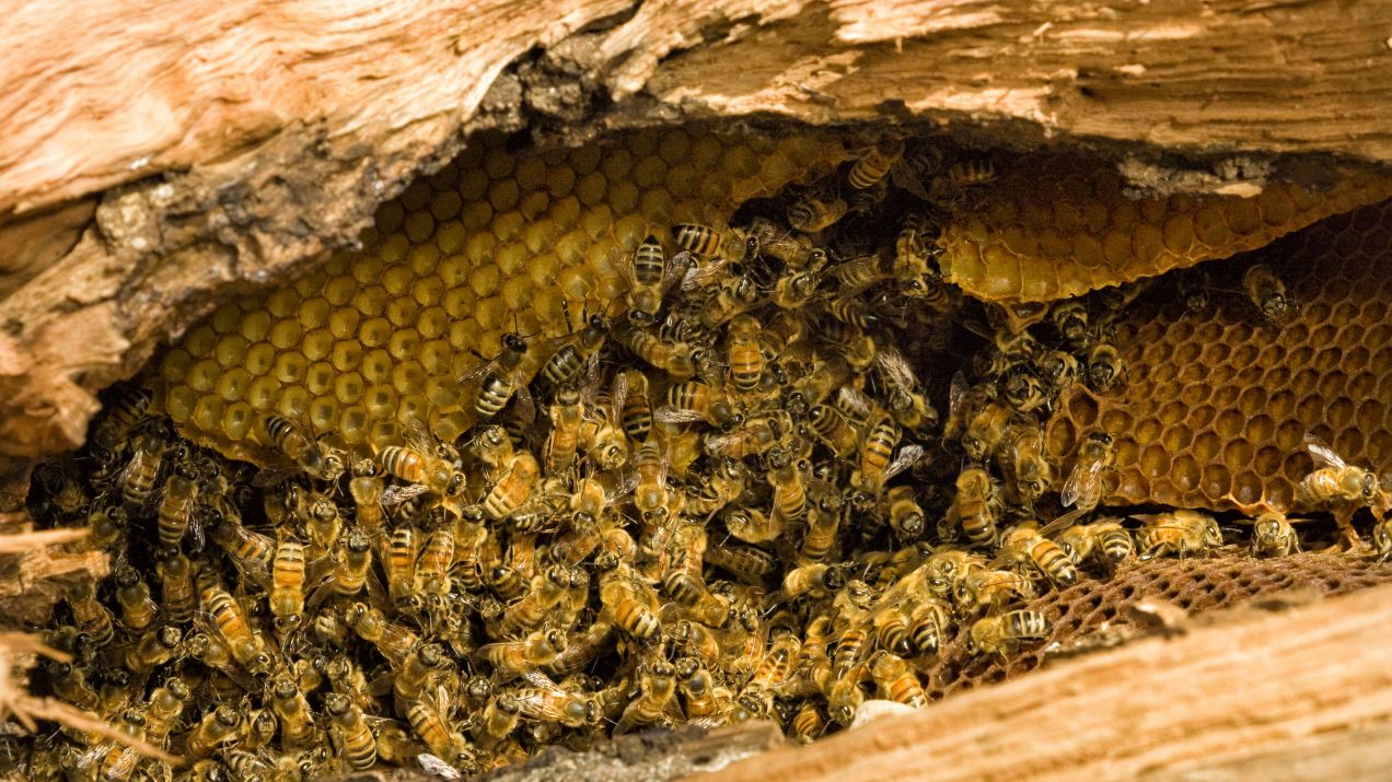 Dobre wiadomości! Pszczoły polubiły barcie w polskich lasach