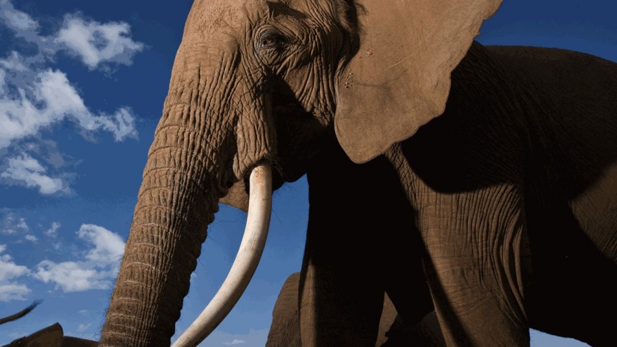 Namibia i Zimbabwe chcą przywrócić handel kością słoniową