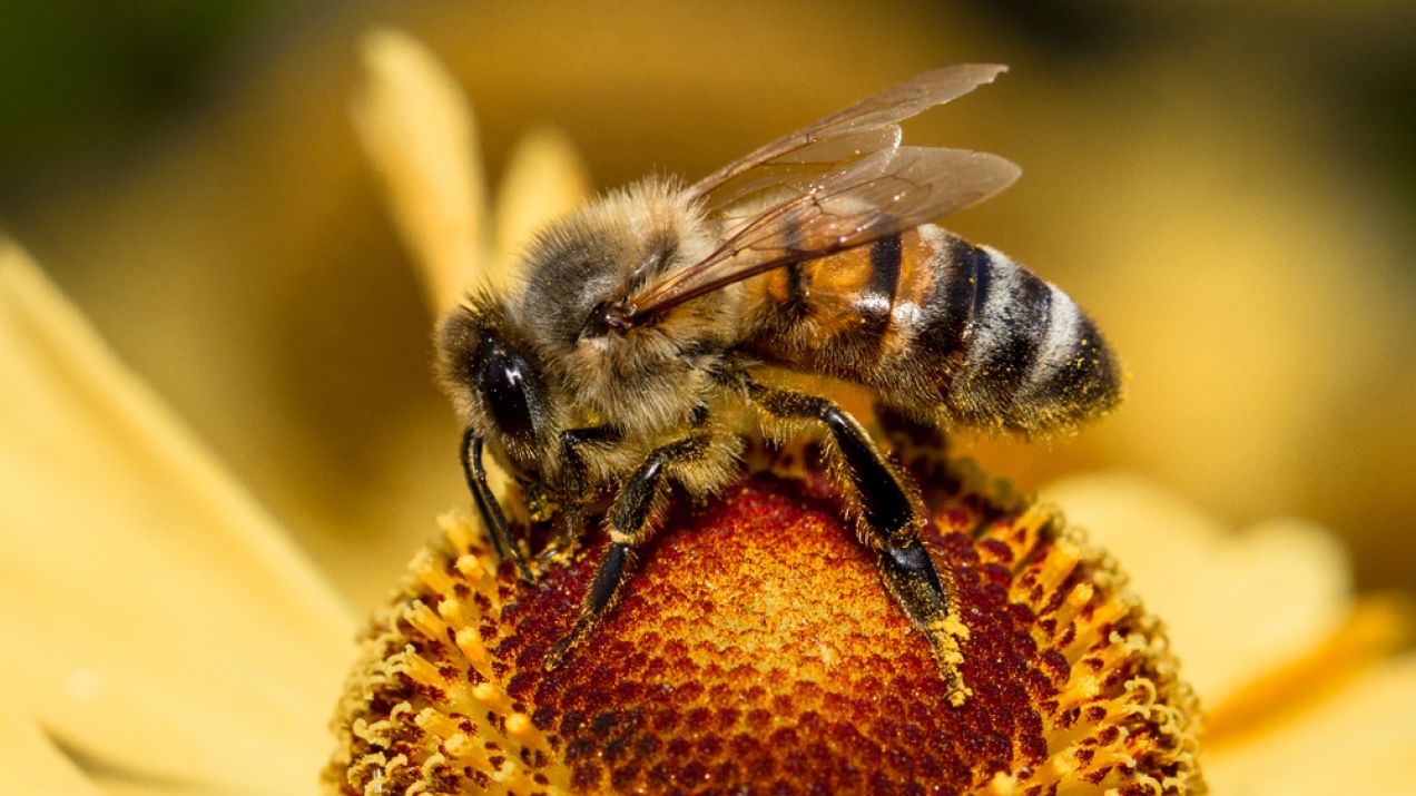 Pszczoły dają nam 4 mld zł rocznie zysku. Nie biorą nic. Greenpeace startuje z czwartą odsłoną akcji "Adoptuj pszczołę"