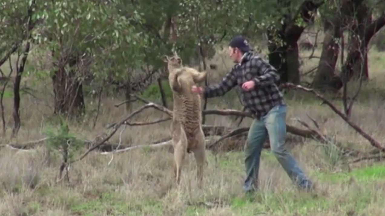 Walka człowieka z kangurem w obronie psa