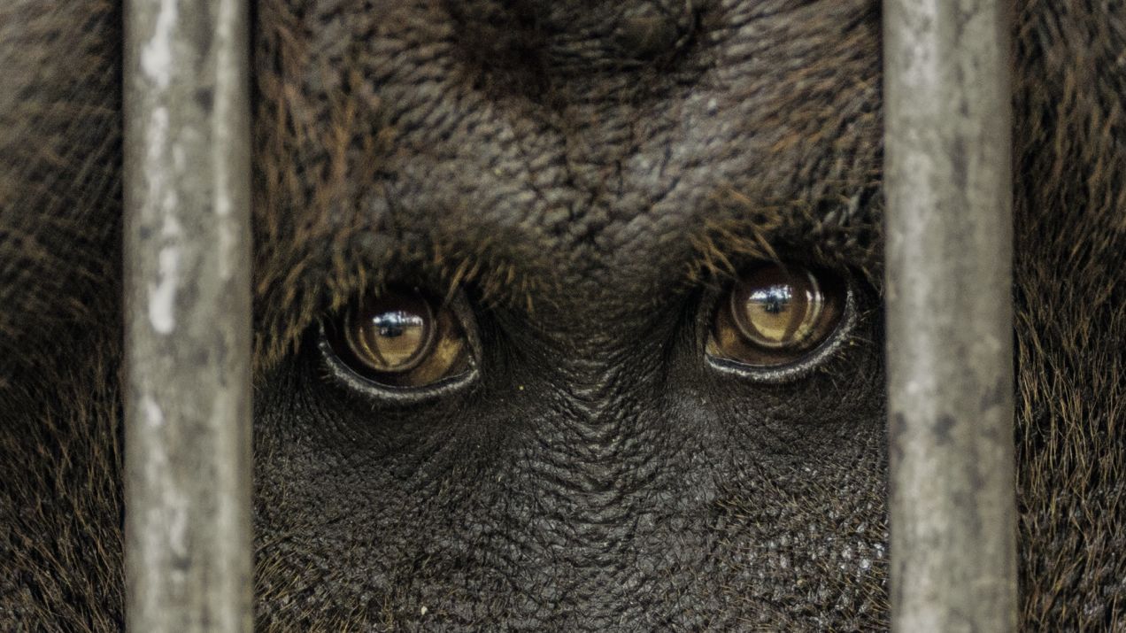 W ich oczach odbija się ludzkość. Orangutany mają "kulturę". Możemy nie zdążyć jej poznać