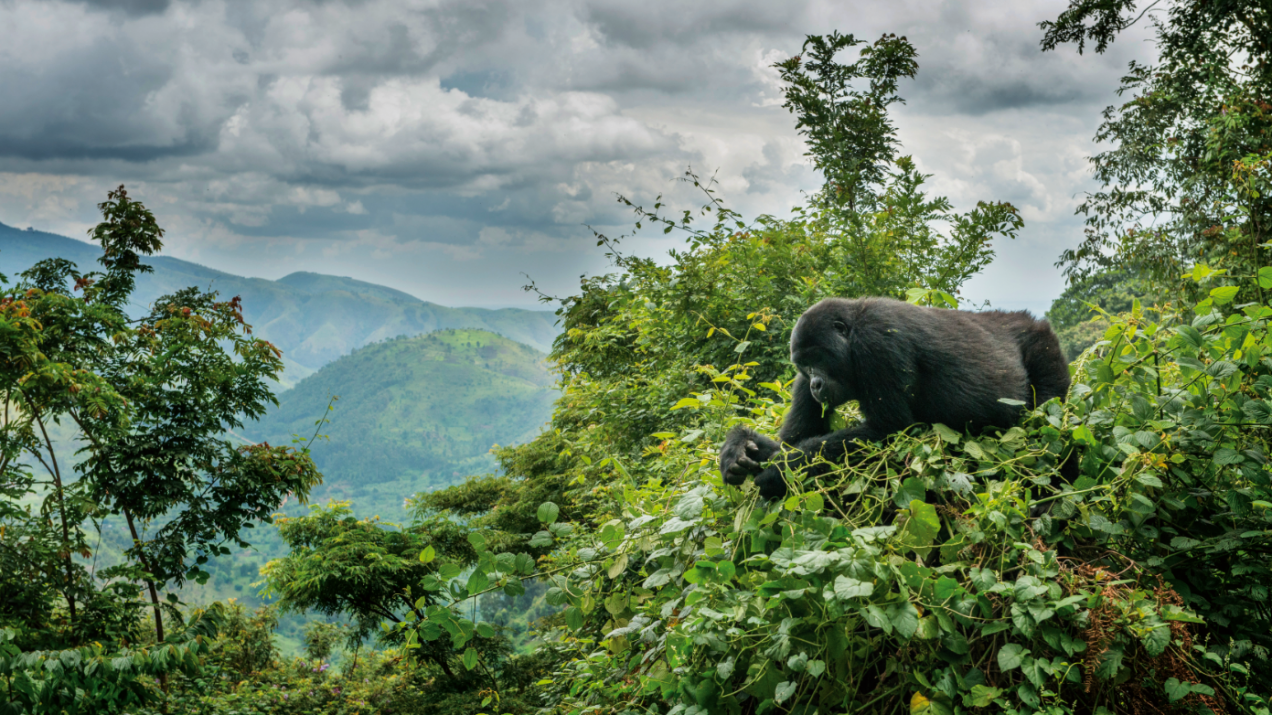 Spotkanie z gorylami górskimi w Parku Narodowym Bwindi to dla wielu turystów doświadczenie metafizyczne.