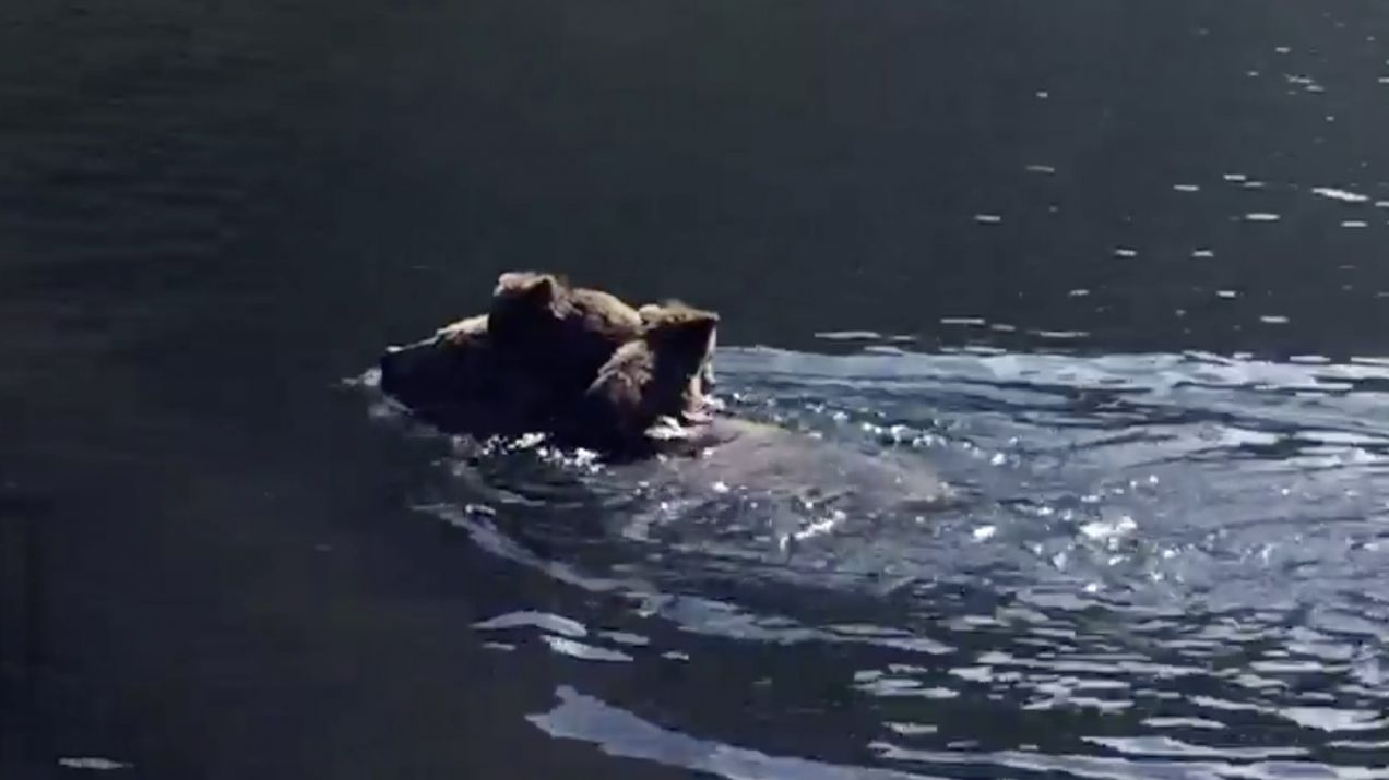 Przeprawa niedźwiedzicy przez rzekę