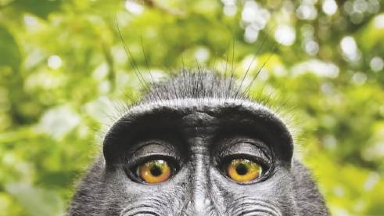 Najsłynniejsze małpie selfie