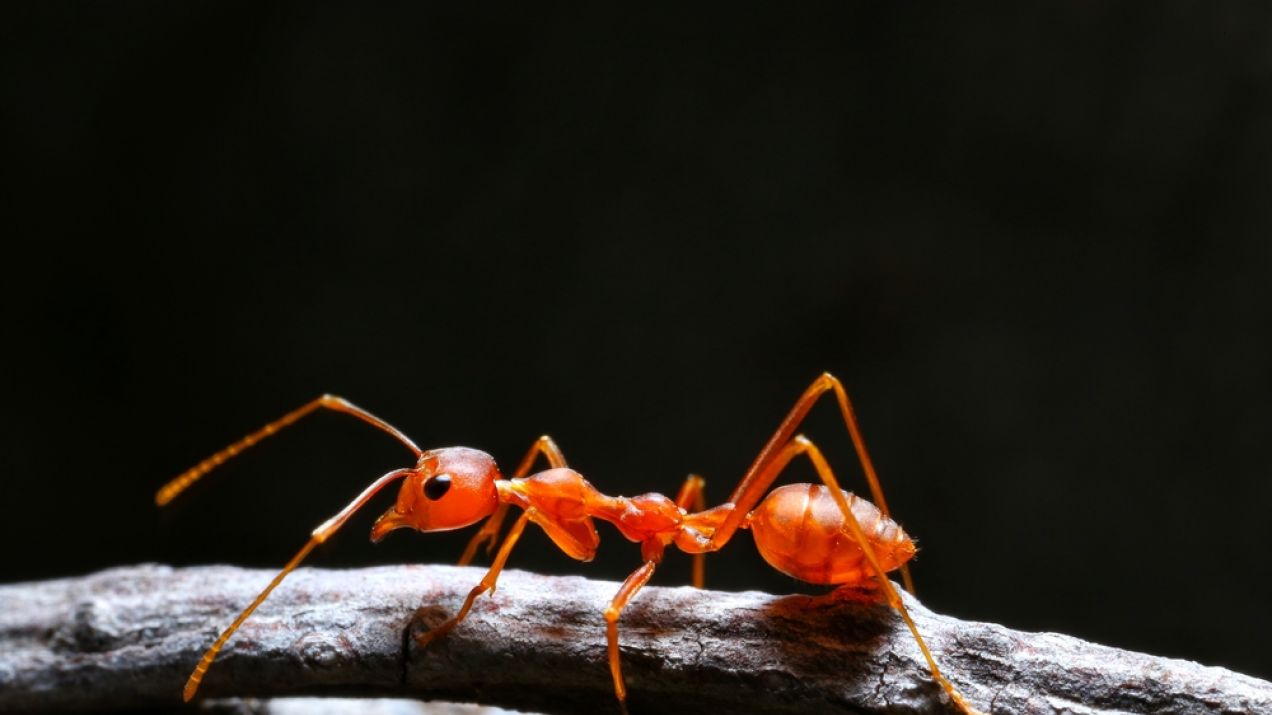 Mrówka czerwona zwana wścieklicą