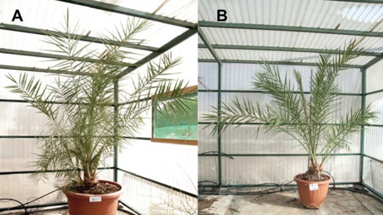 Nasiona, z których wyrosły palmy, mają ponad 2000 lat (fot. Science Advences)