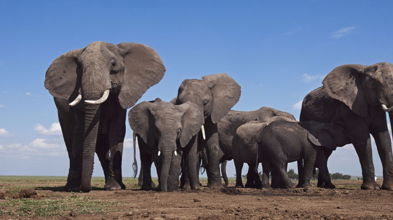 W ubiegłym roku w Bostwanie zniesiono ochronę prawną słoni (fot. Getty Images)