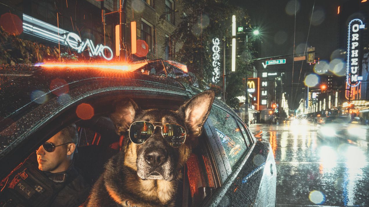 Mądre i bohaterskie! Policyjne psy pomagają chorym na raka i czarują na sesji zdjęciowej