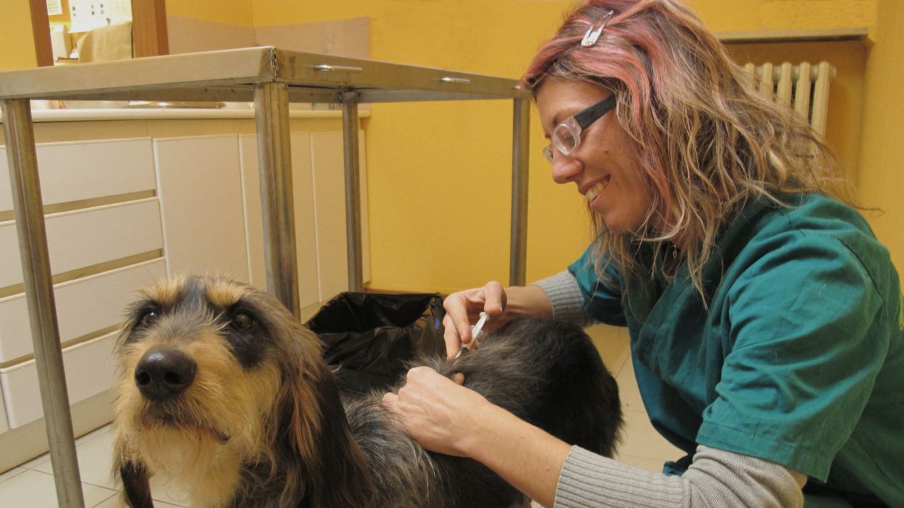 „Skazują swojego psa na śmierć”. Antyszczepionkowcy nie chcą szczepić swoich zwierząt