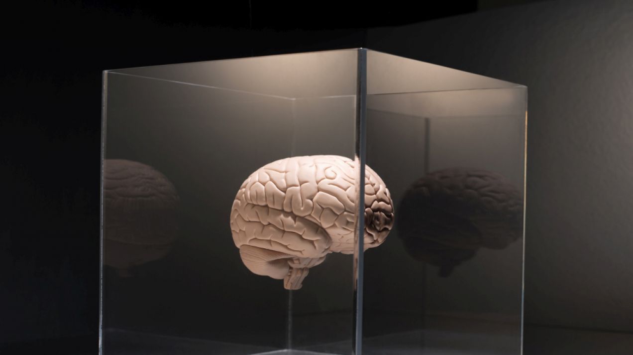 Jak długo mózg jest aktywny po śmierci? Nowe badanie zwraca uwagę na "depolaryzację"