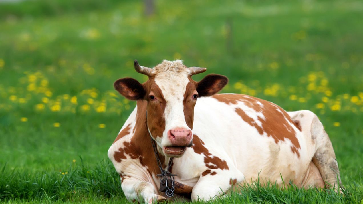 Ponad 170 żyjących dziko krów ma zginąć. Jest protest