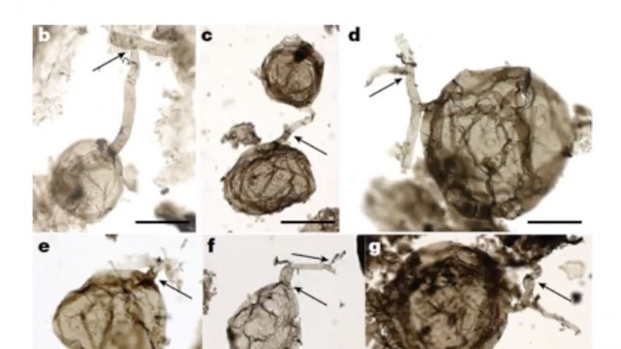 „To zmienia nasze spojrzenie na świat”. Naukowcy odnaleźli grzyba, który ma... miliard lat
