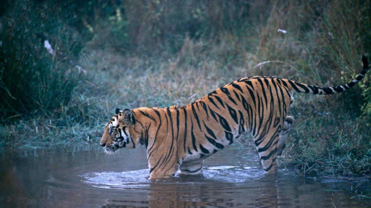 Nareszcie dobra wiadomość! W Indiach zanotowano wzrost populacji tygrysów