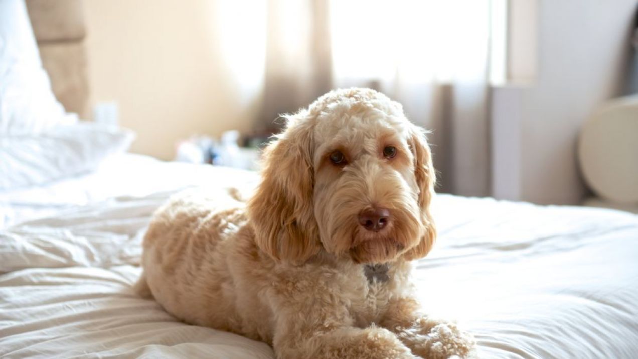 Pies rasy labradoodle Getty Images