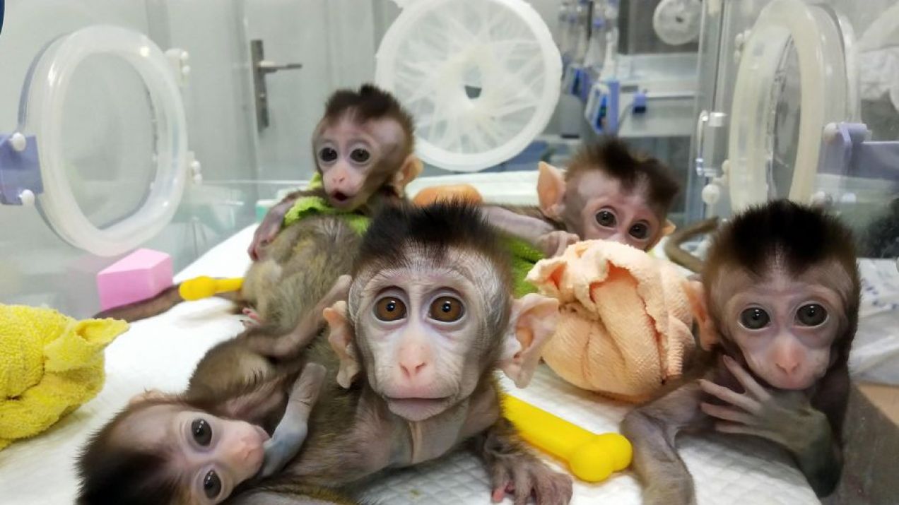 Chińscy naukowcy wszczepili małpom ludzkie geny. „To nie jest dobry kierunek”