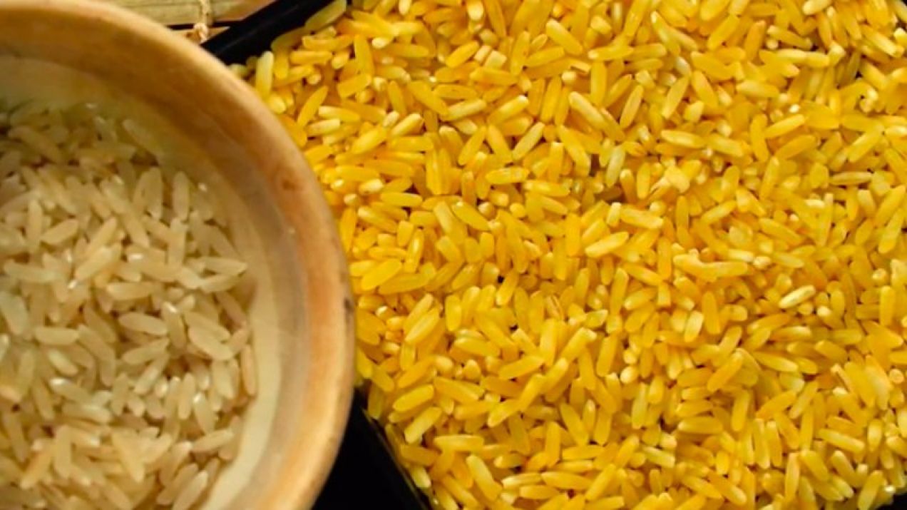 Złoty ryż fot. YT/Golden Rice Project