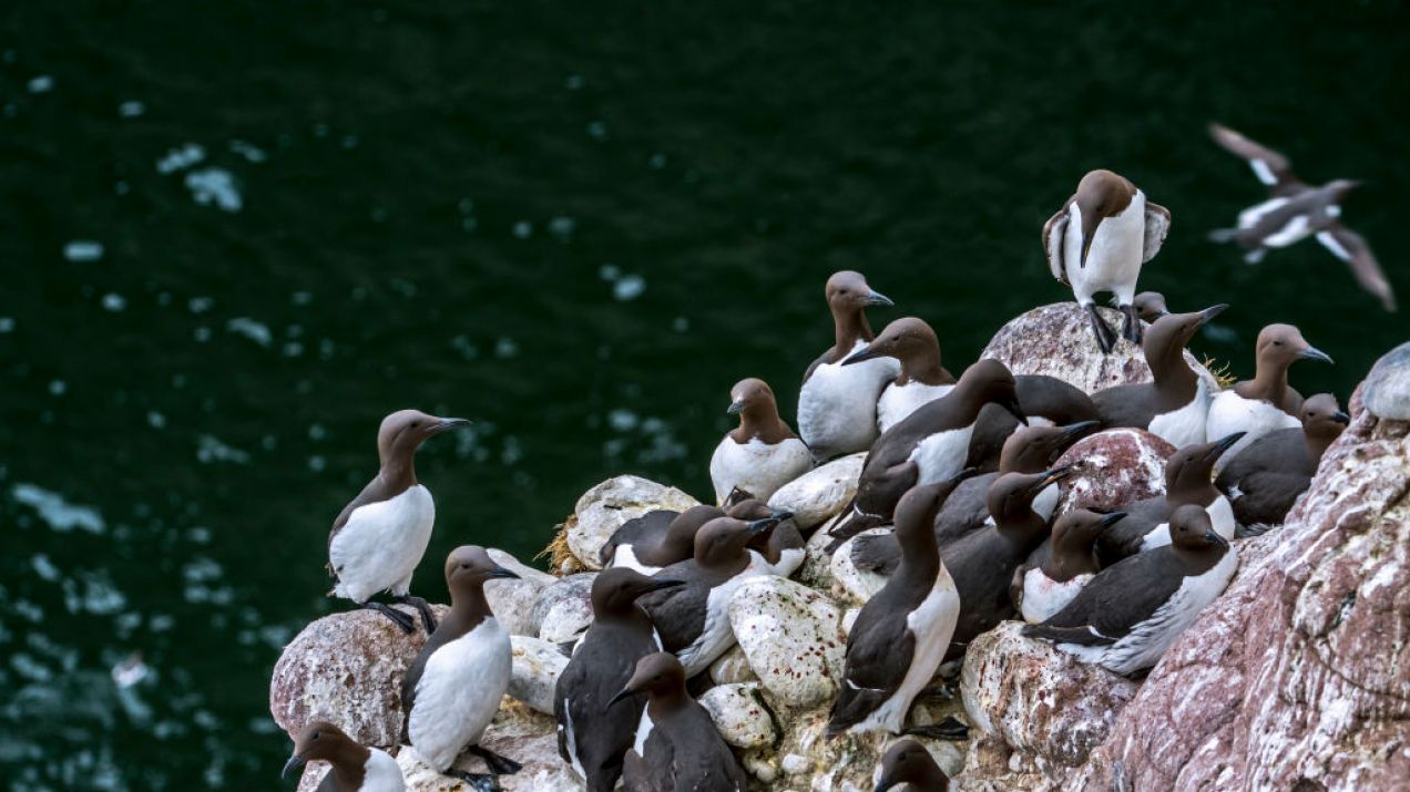 W wyniku ocieplenia wód oceanu mogło zginąć nawet milion ptaków (Photo by: ARTERRA/Universal Images Group via Getty Images)