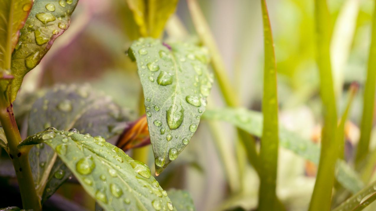 Już jedna kropla deszczu potrafi wytworzyć energię (fot. Getty Images)